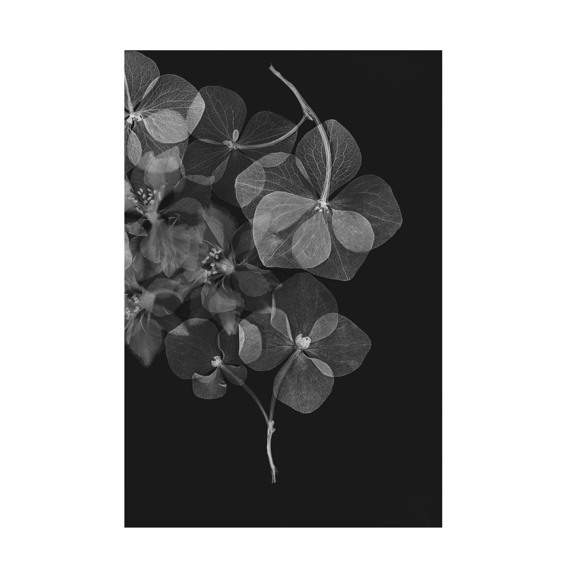 Trademark Fine Art 'Botanical 25' Canvas Wall Art Print by Lenka - Floral Home Decor for Living Room, Bedroom & Office