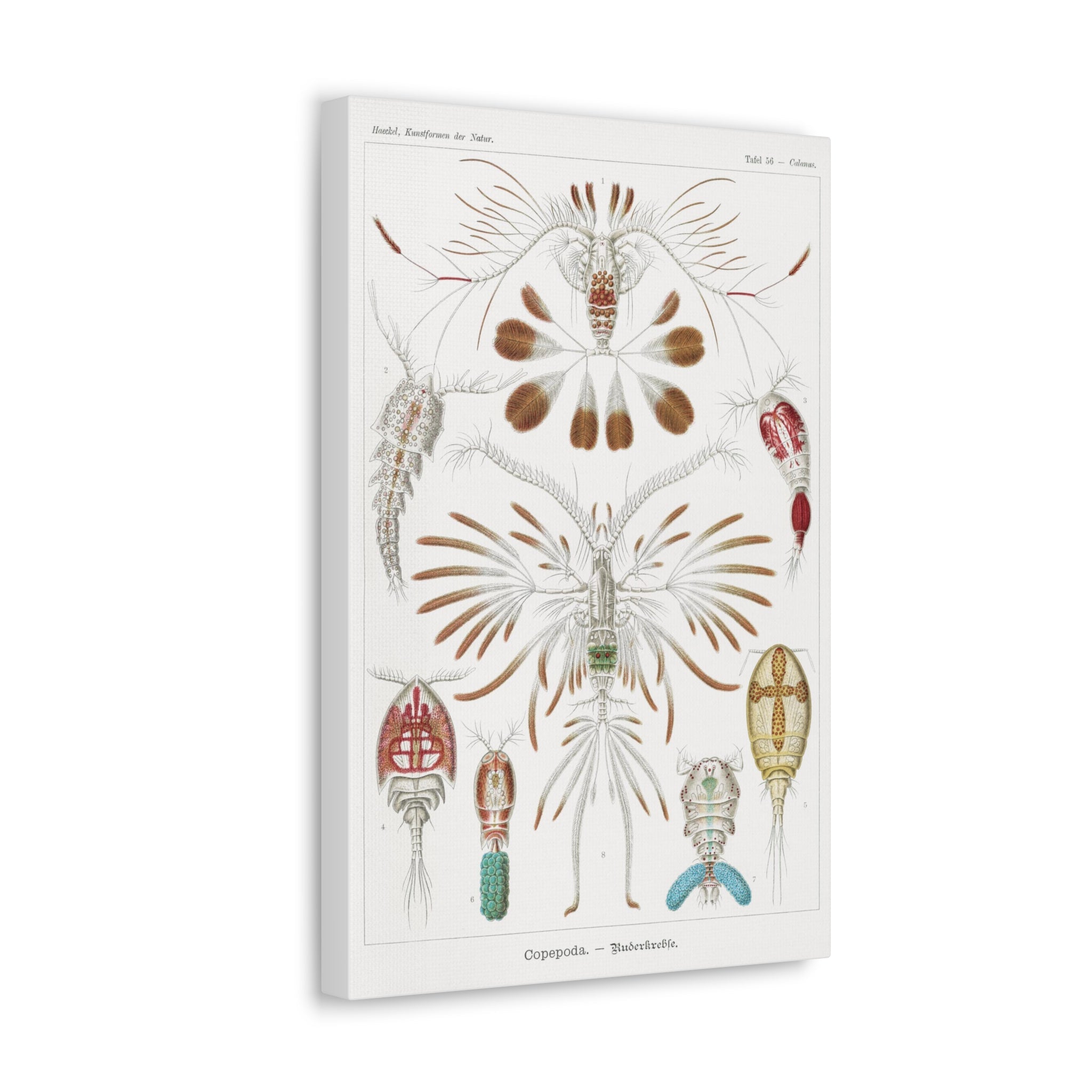 Copepoda Ruderkrebse by Ernst Haeckel - Premium Canvas Art Print for Home & Office Decor | Marine Biology Wall Art | Scientific Illustration Gift