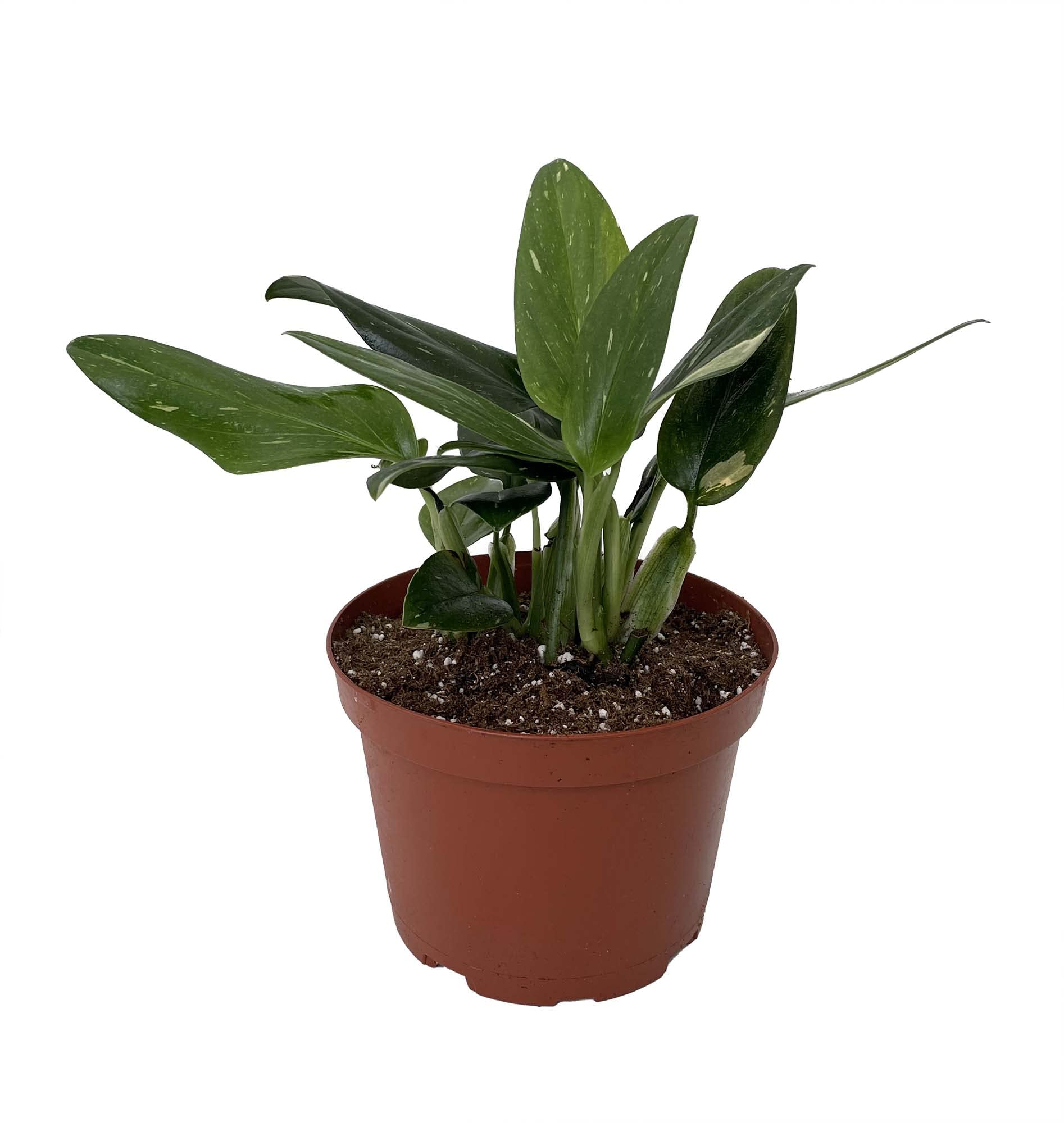 Rare Cobra Philodendron House Plant - 6
