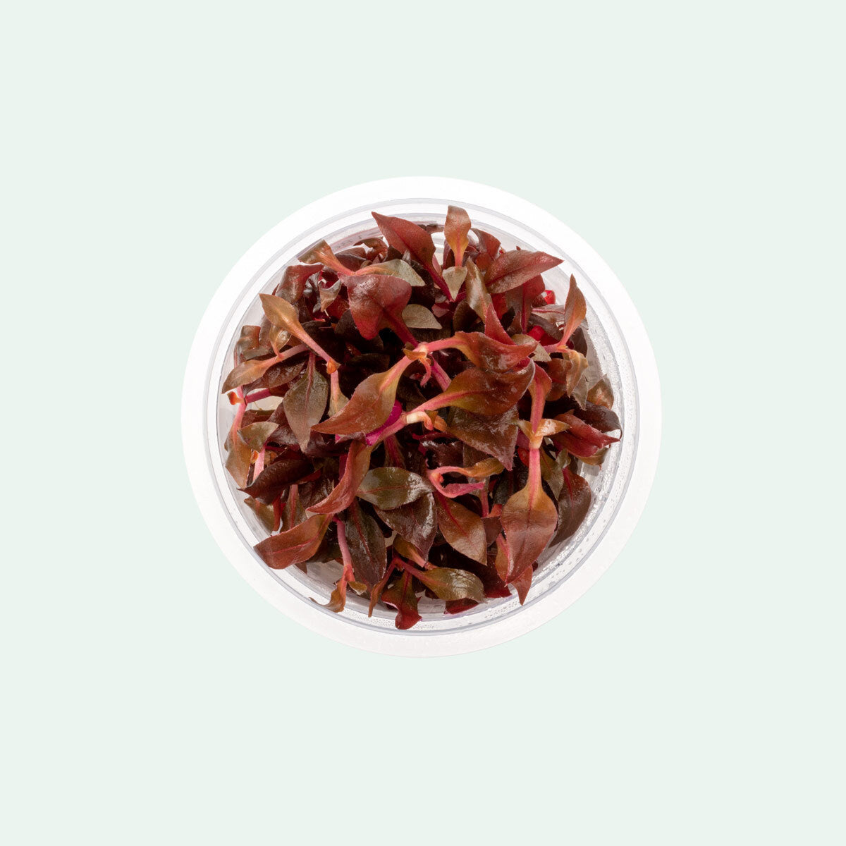 Alternanthera Rosaefolia Aquatic Plant for Aquariums - Live Freshwater Plant for Fish Tanks, Aquascaping & Aquatic Gardens