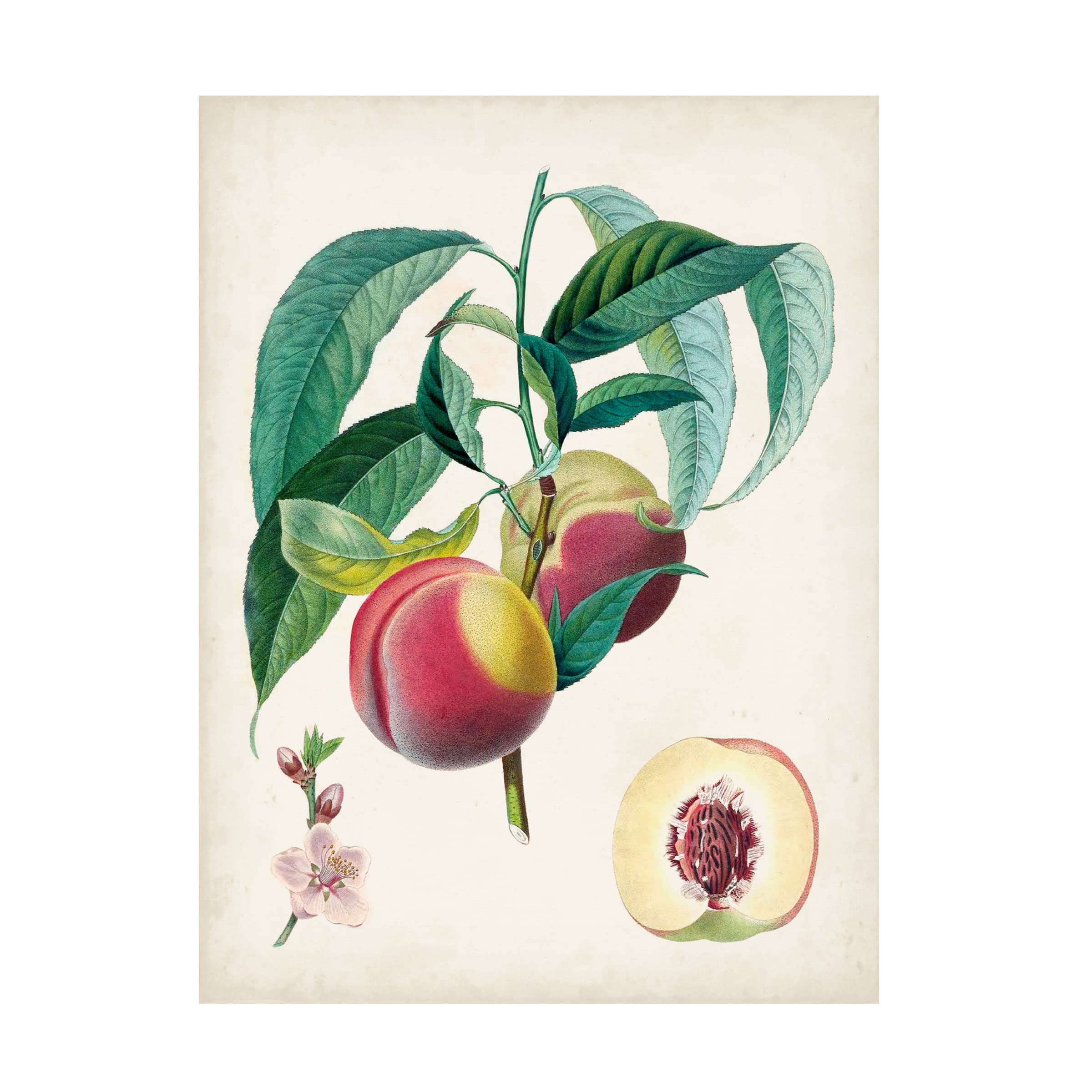 Trademark Fine Art 'Belle Bauce' Canvas Wall Art by Pierre Antoine Poiteau - Floral Painting for Living Room, Bedroom & Office Decor