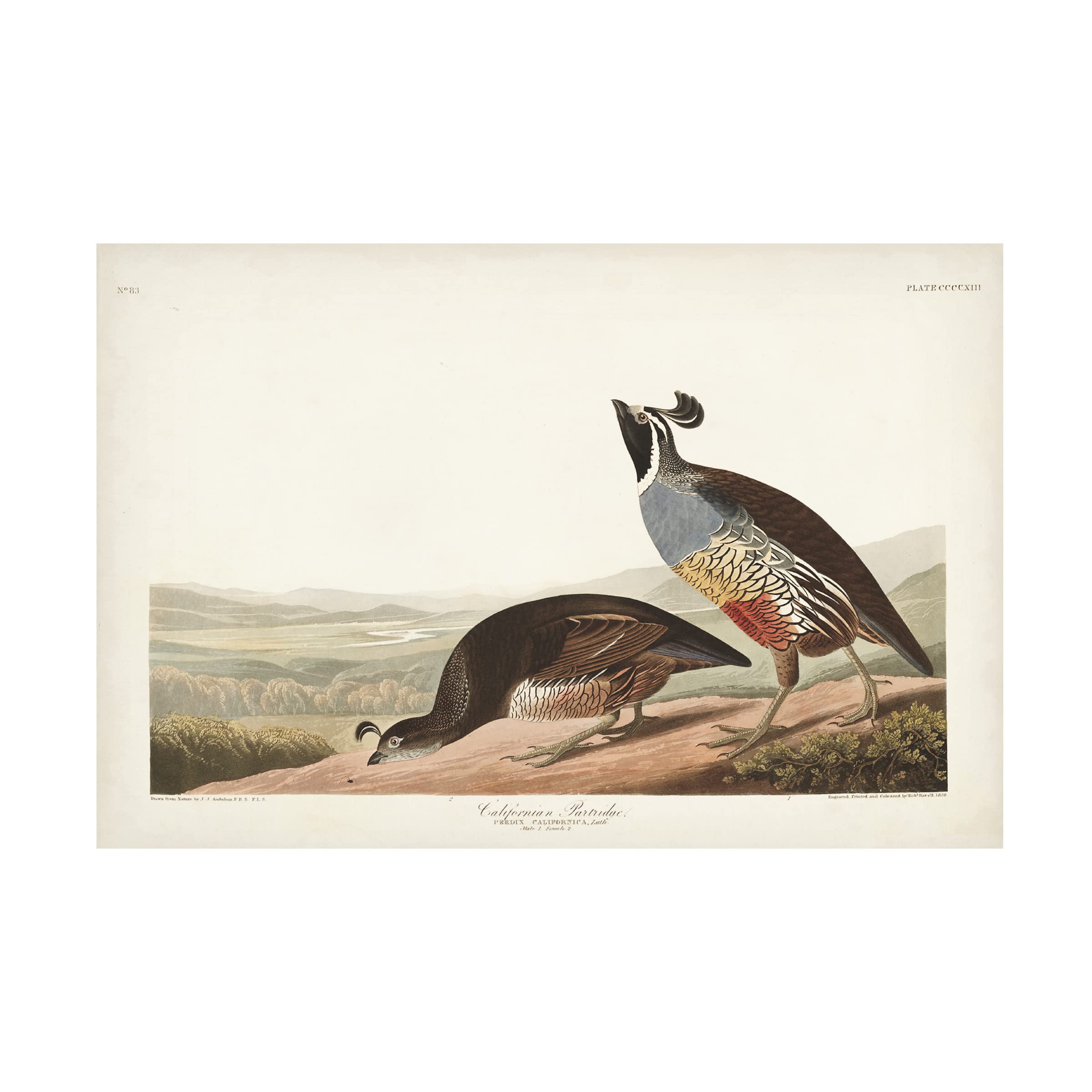 John James Audubon 'Californian Partridge' Canvas Wall Art Print - 30x47 Inches - Premium Wildlife Bird Painting for Home & Office Decor