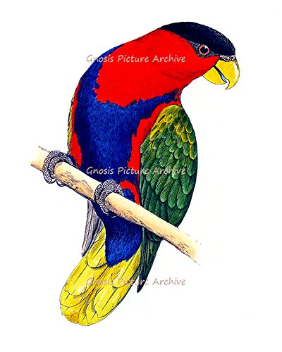 Gnosis Picture Archive Tropical Birds & Parrots Art Decor - Set of 6 Unframed Wall Art Prints for Living Room, Bedroom, Office & Home Decor