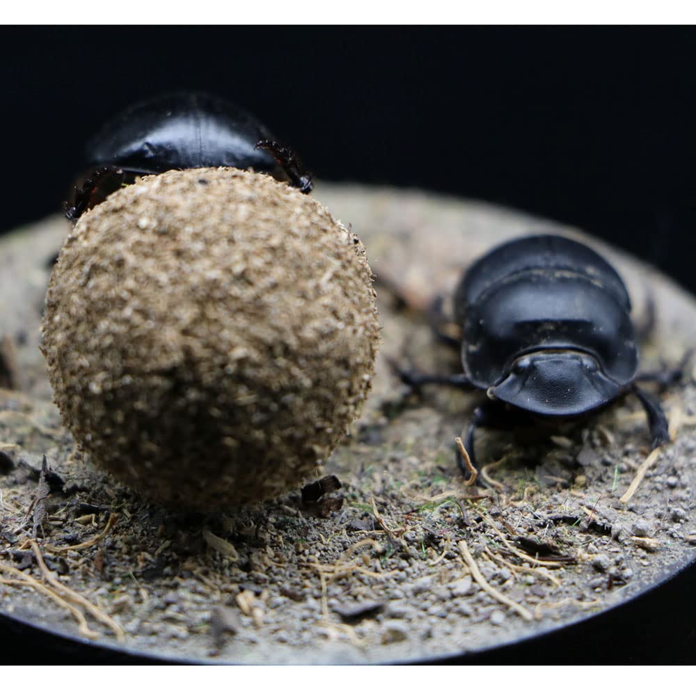 Dung Beetle Insect Specimen in Glass Display Case - Realistic Taxidermy Micro-Landscape for Science Education, Home Decor & Unique Gift Ideas | Perfect for Entomology Collectors, Nature Lovers & Classroom Displays