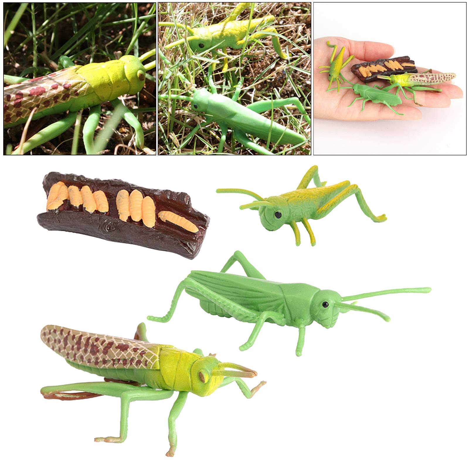 Nature Grasshopper Growth Life Cycle Playset - Educational STEM Toy for Kids, Insect Learning Kit for Science & Imagination Development - Perfect for Classroom, Homeschooling & Outdoor Exploration