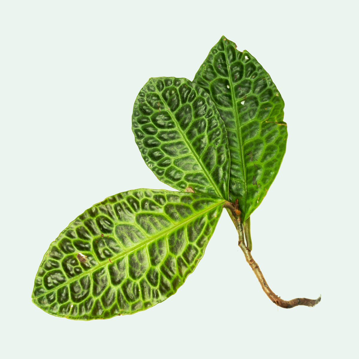 Labisia Sp Turtle Back - Premium Aquatic Plant for Freshwater Aquariums | Perfect for Shrimp Tanks, Aquascaping & Natural Habitat Setup
