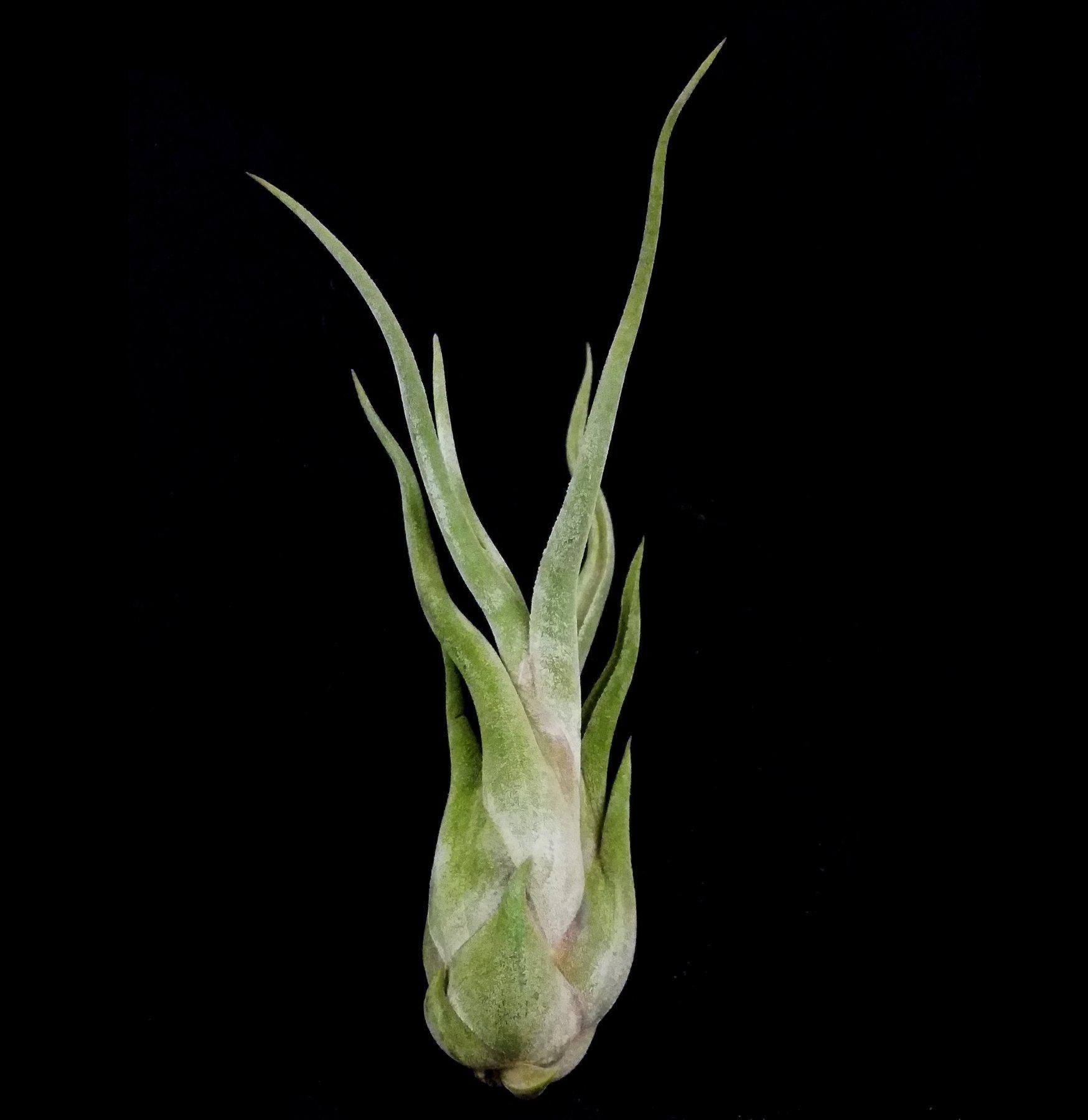 Tillandsia Caput Medusae Air Plant - Unique Live Tillandsia for Home Decor, Terrariums & Office Spaces