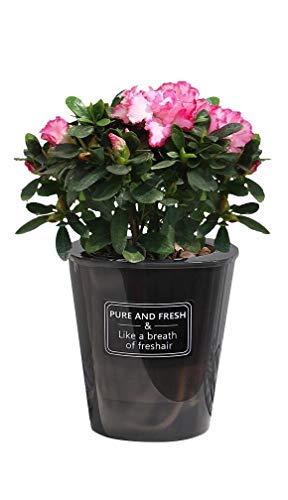 Primst Translucent Self-Watering Planter with Water Inlet - Indoor Flower & Succulent Pot for Home & Office Decor (Medium Size) - Perfect for Windowsills, Desks & Shelf Displays