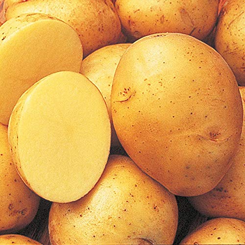 Fresh Yukon Gold Potatoes - Non-GMO, USA Grown, 5lb Bulk Bag - Perfect for Roasting, Mashing & Potato Salads
