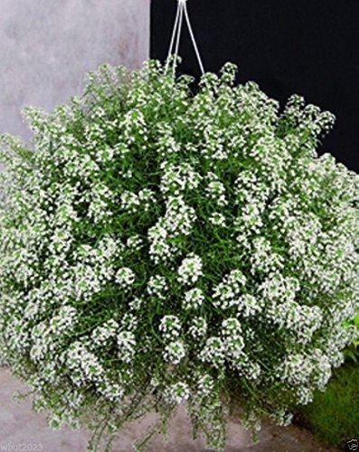 Lobularia Maritima (Sweet Alyssum 'Carpet of Snow') 3000 Seeds - Fragrant White Flower Seeds for Garden, Borders & Ground Cover | Perfect for Pollinators & Landscaping