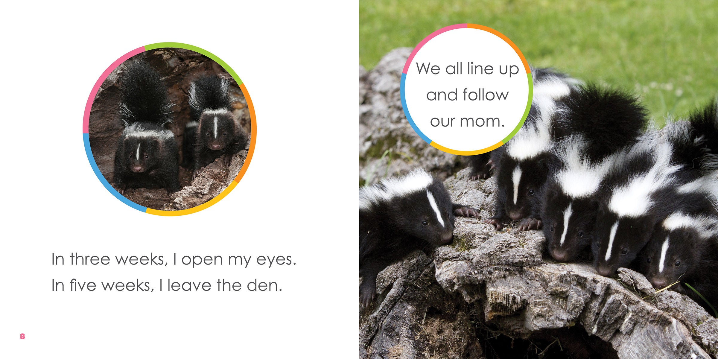 Baby Skunks for Sale - Adorable Pet Skunk Kits for Adoption | Perfect for Exotic Pet Lovers & Wildlife Enthusiasts