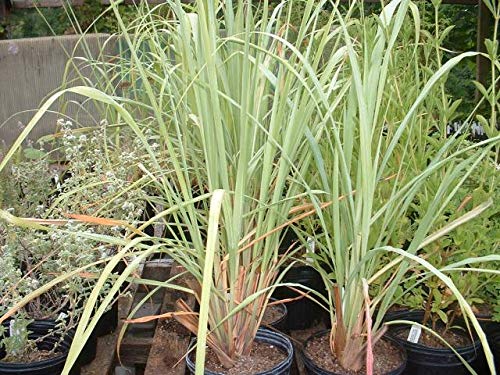 Organic Lemon Grass Starter Plants (10 Pack) - Fresh Cymbopogon Citratus Herbs for Cooking, Tea & Aromatherapy - Perfect for Home Garden, Culinary Use & Natural Remedies