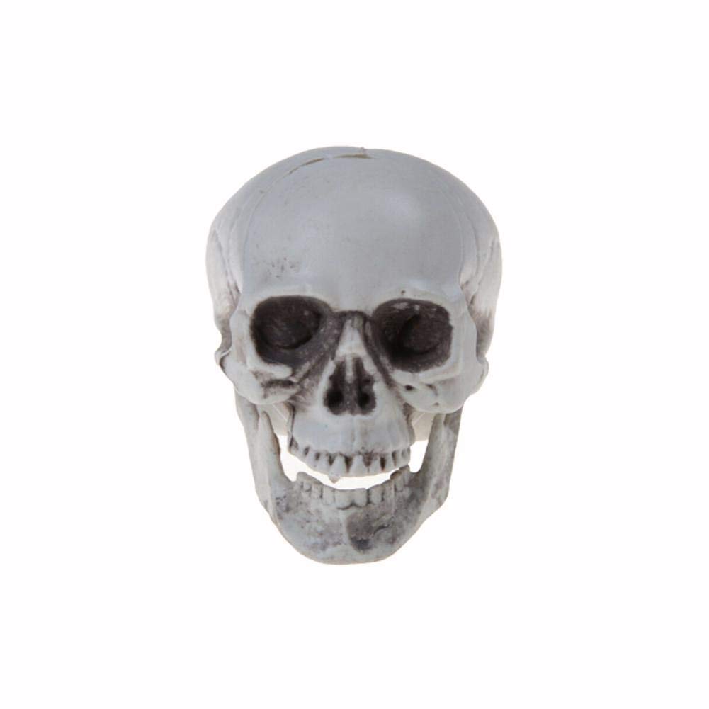 QINXI Halloween Human Skull Decor - Realistic Plastic Skeleton Head Prop for Scary Halloween Party, Coffee Bar, Home & Office Decoration | Spooky Decor for Haunted House, Themed Events & Horror Movie Nights