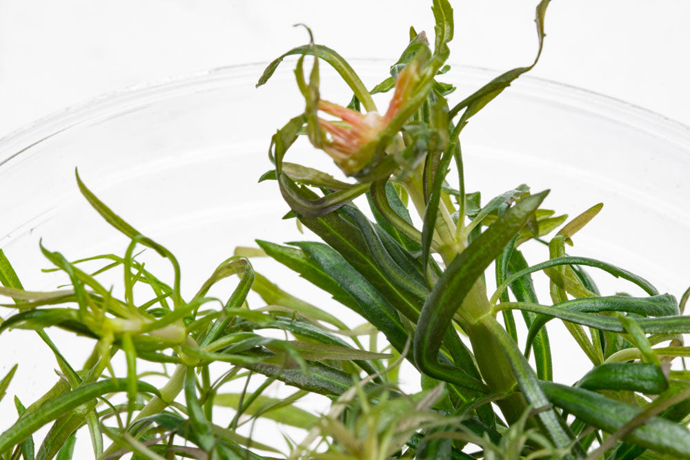 Pogostemon Stellatus Dassen Tissue Culture Aquatic Plant for Freshwater Aquarium - Perfect for Aquascaping, Fish Tanks & Aquatic Gardens
