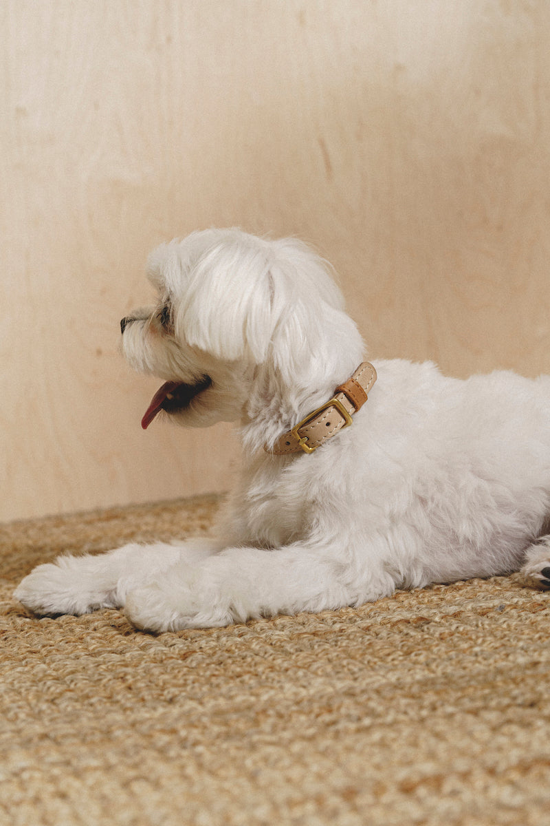 Walkony Dog Collar - Adjustable Beige & Ginger Pet Collar for Small to Medium Dogs | Perfect for Walking, Training & Outdoor Adventures