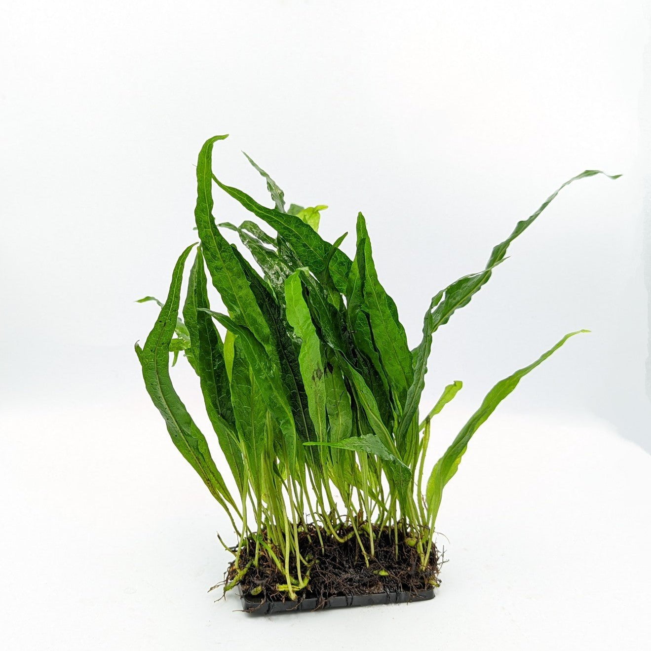 TCulture Microsorum Pteropus Sp Narrow Leaf Java Fern on Plate - Perfect for Aquascaping, Fish Tanks & Aquatic Plant Decorations