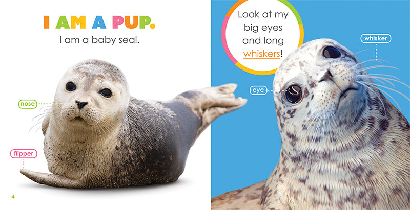 Baby Seals Book ISBN 9781640262515 - Fun and Educational Children's Storybook for Bedtime Reading & Early Learning