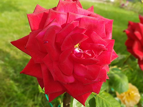20x30 Inch Laminated Rose Flower Poster - Vibrant Summer Red Roses Wall Art with Bright Colors & Vivid Details - Perfect for Home Decor, Office, Bedroom & Living Room Wall Decoration