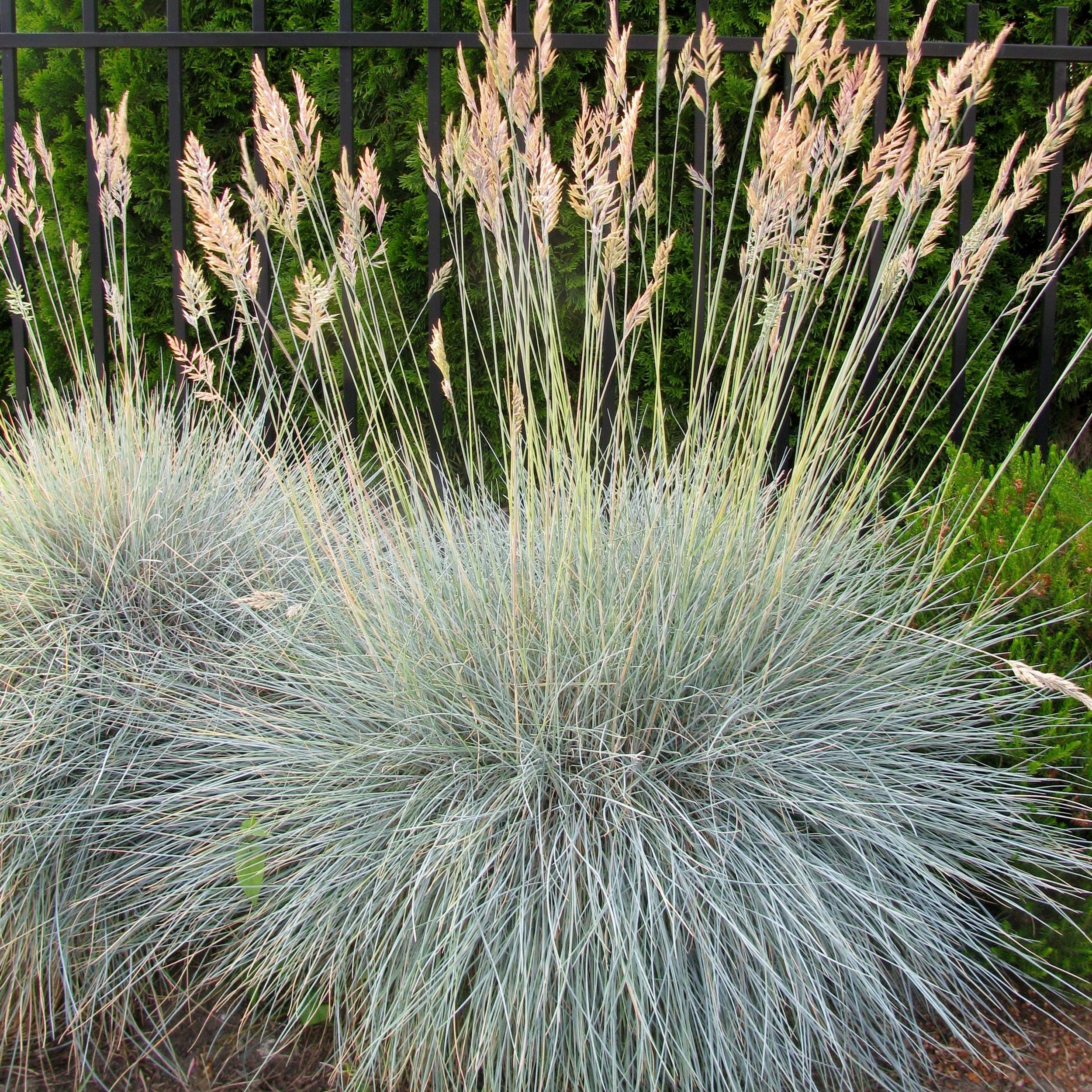 Outsidepride 5000 Seeds - Perennial Festuca Cinerea Glauca Varna Blue Fescue Ornamental Grass Seeds for Landscaping, Garden Borders & Rock Gardens | Drought-Tolerant Ground Cover