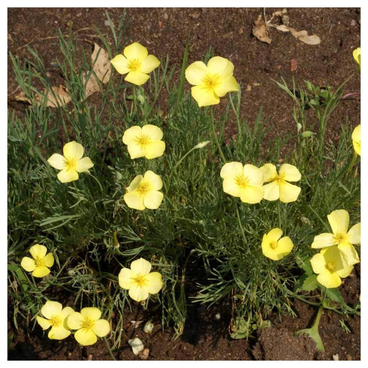 Everwilde Farms - 1/4 Lb Dwarf California Poppy Native Wildflower Seeds - Gold Vault Pack - Perfect for Home Gardens, Landscaping & Pollinator-Friendly Yards