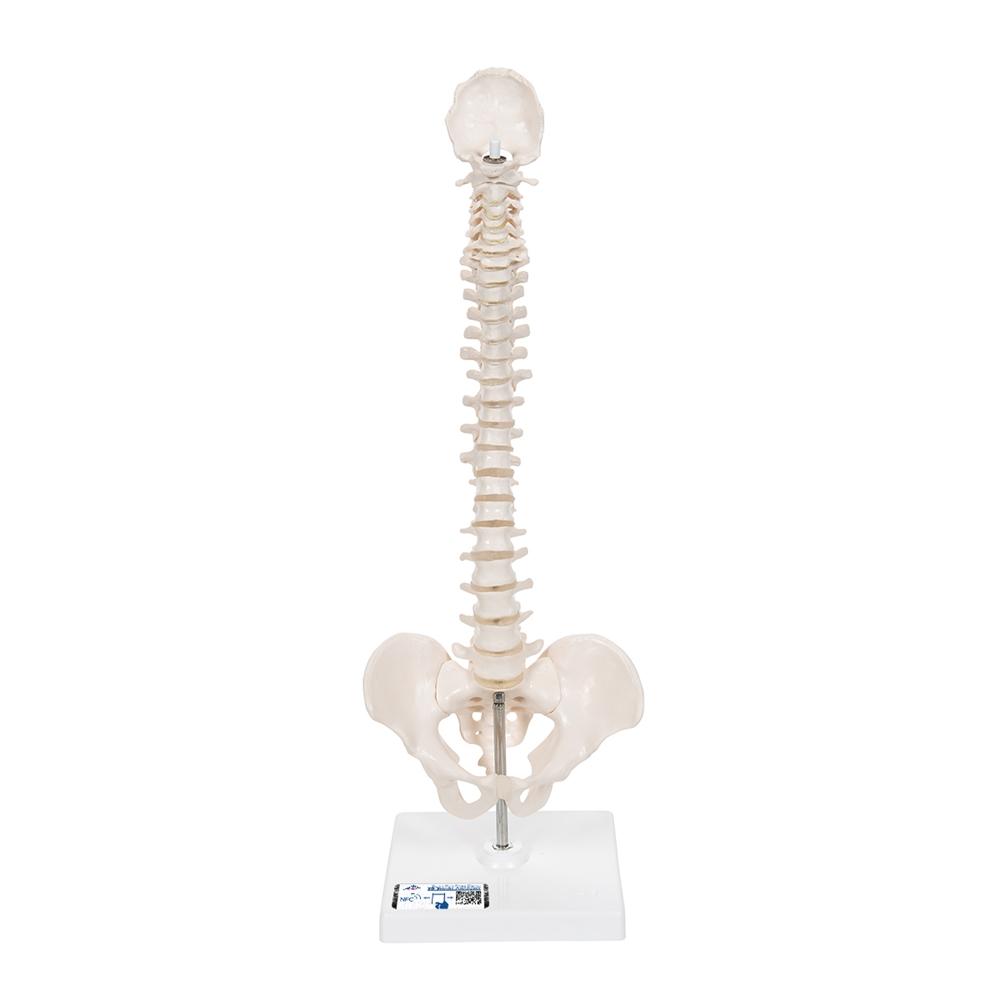 Flexible Mini Spinal Column Model on Base - Anatomical Spine Display for Medical Education & Chiropractic Training - Perfect for Classrooms, Offices & Therapy Clinics