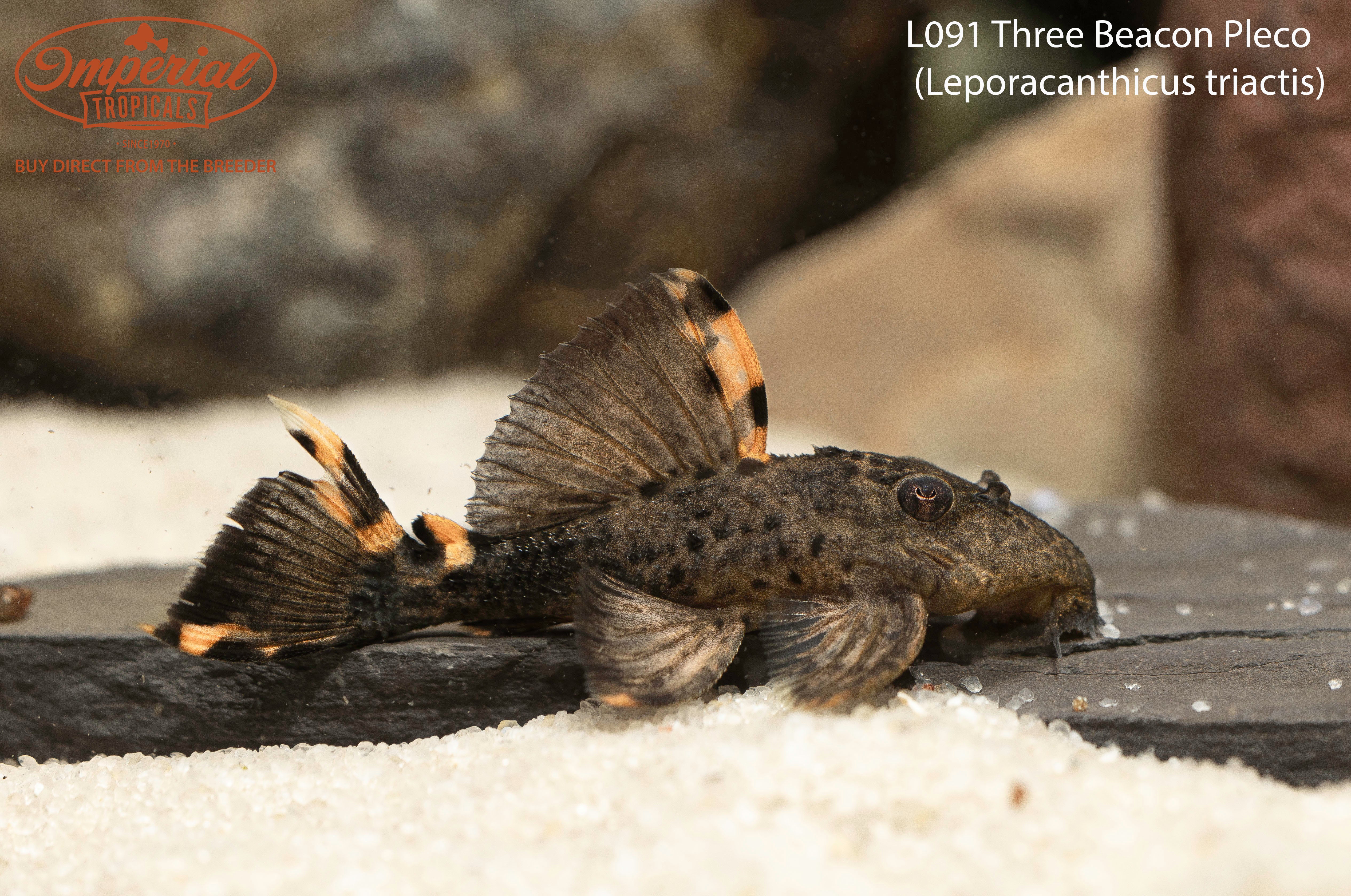 Premium L091 Three Beacon Pleco Fish - Live Tropical Aquarium Fish for Freshwater Tanks - Perfect for Community Aquariums & Fish Tank Decoration