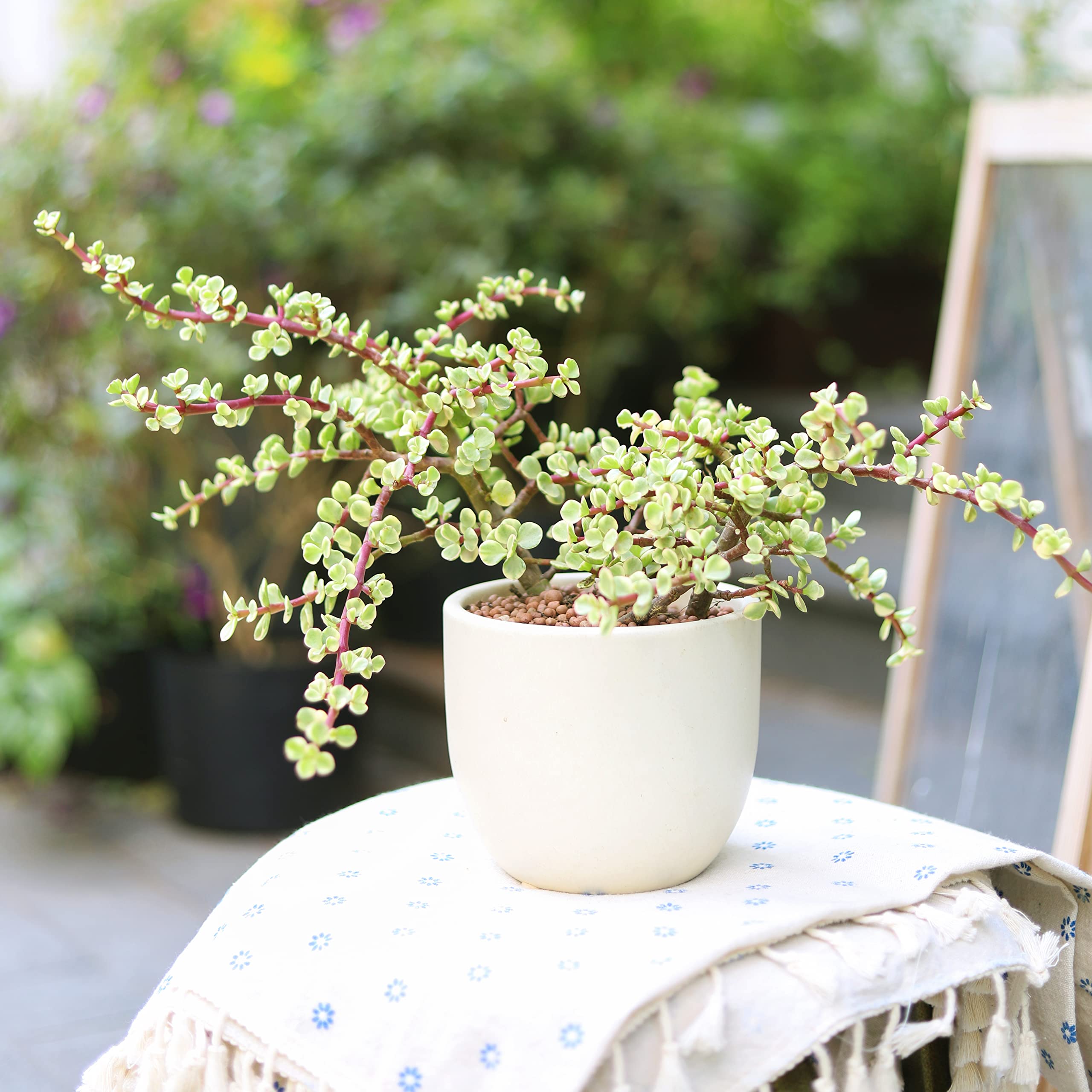 Variegated Elephant Bush (Portulacaria afra) - Live Succulent Plant with 2 Inch Clay Pot | Lucky Money Tree for Home Office Decor | Unique Gift for Plant Lovers, Feng Shui & Indoor Gardening Enthusiasts