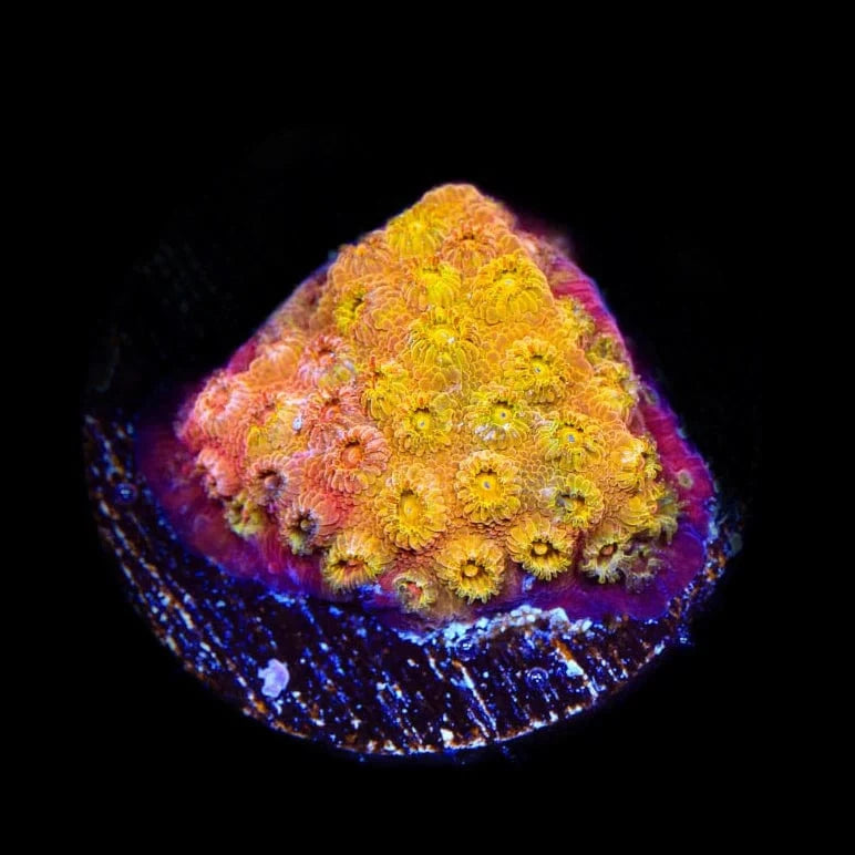 24K Gold Cyphastrea Coral for Saltwater Aquariums - Vibrant Live Coral for Reef Tanks, Nano Tanks & Marine Aquascaping