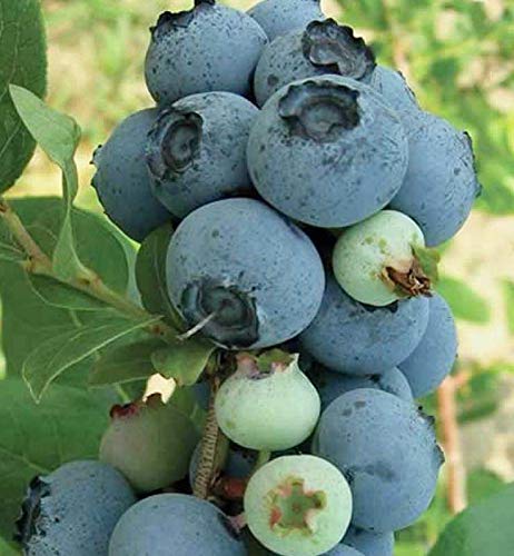 Elliott Blueberry Starter Plants - Pack of 3 | Fresh Fruit Bushes for Home Garden, Backyard Farming & Organic Gardening