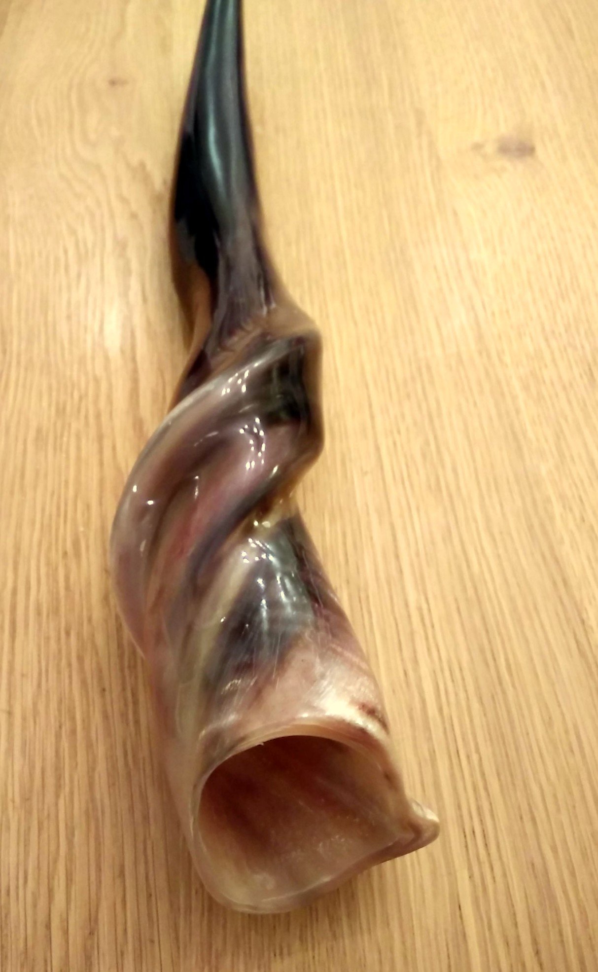 Authentic Israel Eland Horn Shofar - Hand-Polished 20