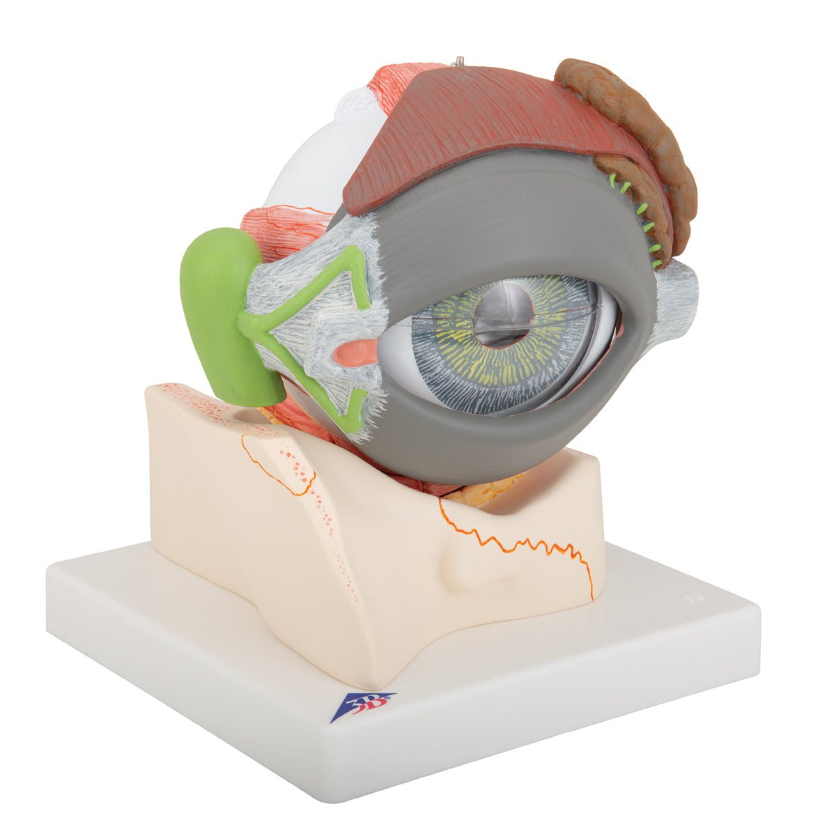 Giant Human Eye Anatomy Model - 5X Life Size, 8-Part Detachable for Medical Student Study & Classroom Demonstration | Perfect for Biology Labs, Science Education & Healthcare Training