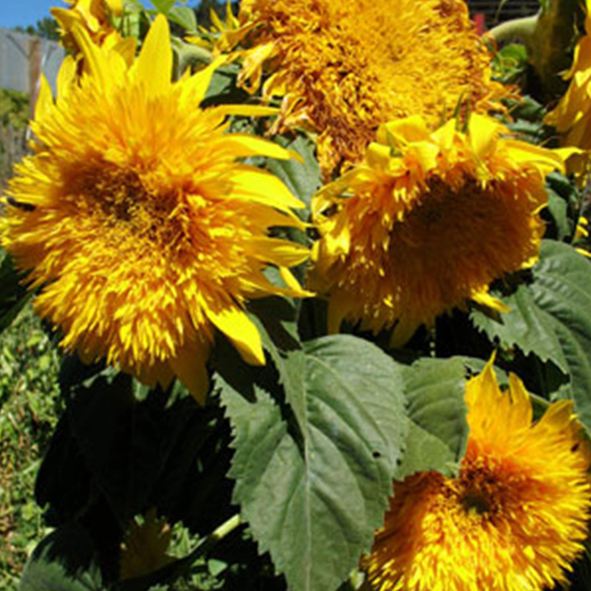 Sunflower Sungold Dwarf Seeds - Non-GMO, 2000 Seeds for Gardening