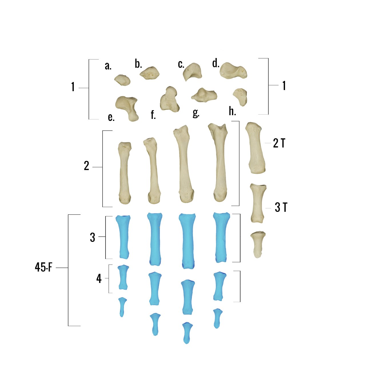 Real Human Hand Skeleton Model - Anatomically Accurate Single Bone Structure for Medical Study, Halloween Decor & Science Education