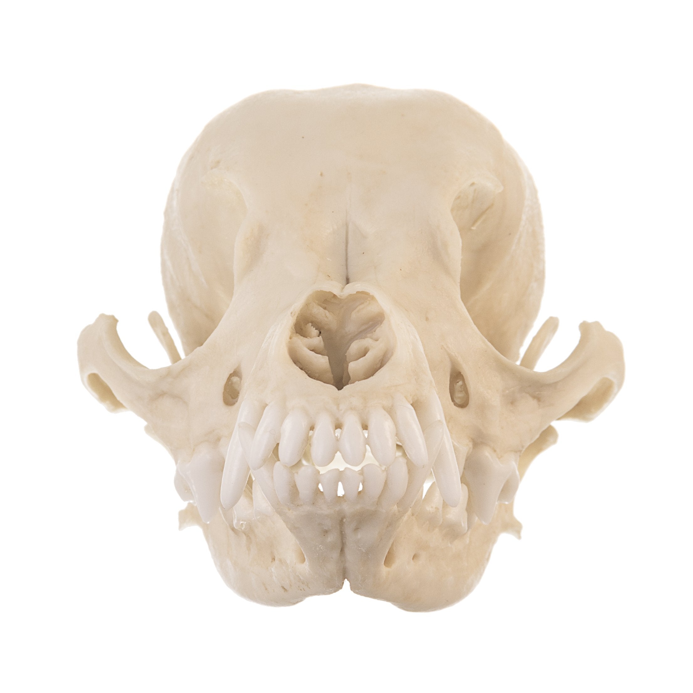 Realistic Replica Domestic Dog Skull - Chihuahua & Deer Head Animal Skull Model for Veterinary Study, Halloween Decor, and Taxidermy Display