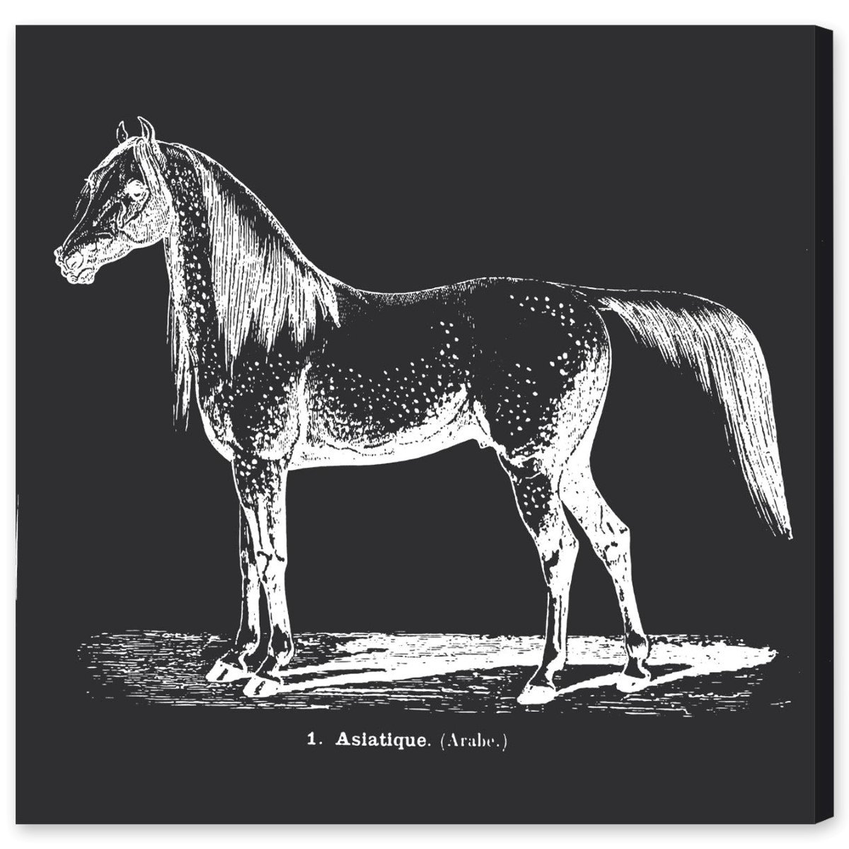 Oliver Gal Artist Co. Asian Horse Wall Art Canvas Print - 16x16 Inch Black & White Home Decor - Perfect for Living Room, Bedroom & Office Decor