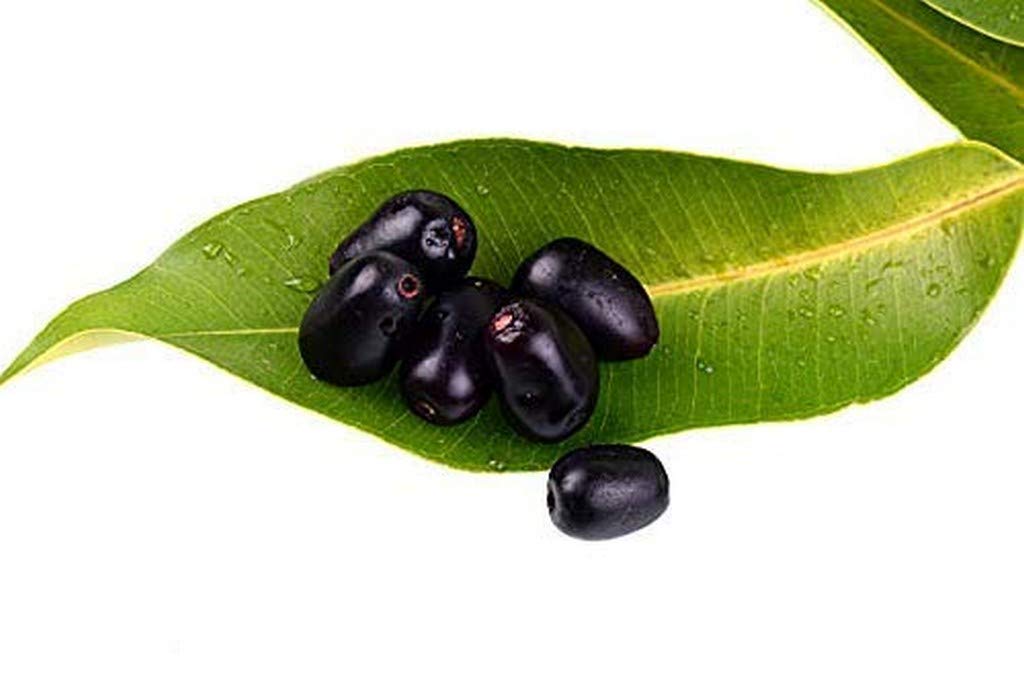 Rare Syzygium Cumini Java Plum Live Plant - Seedless Black Plum Hybrid for Indoor Bonsai Gardening | Perfect for Home Decor, Gift Giving & Tropical Fruit Cultivation (1 Live Fruit Plant)