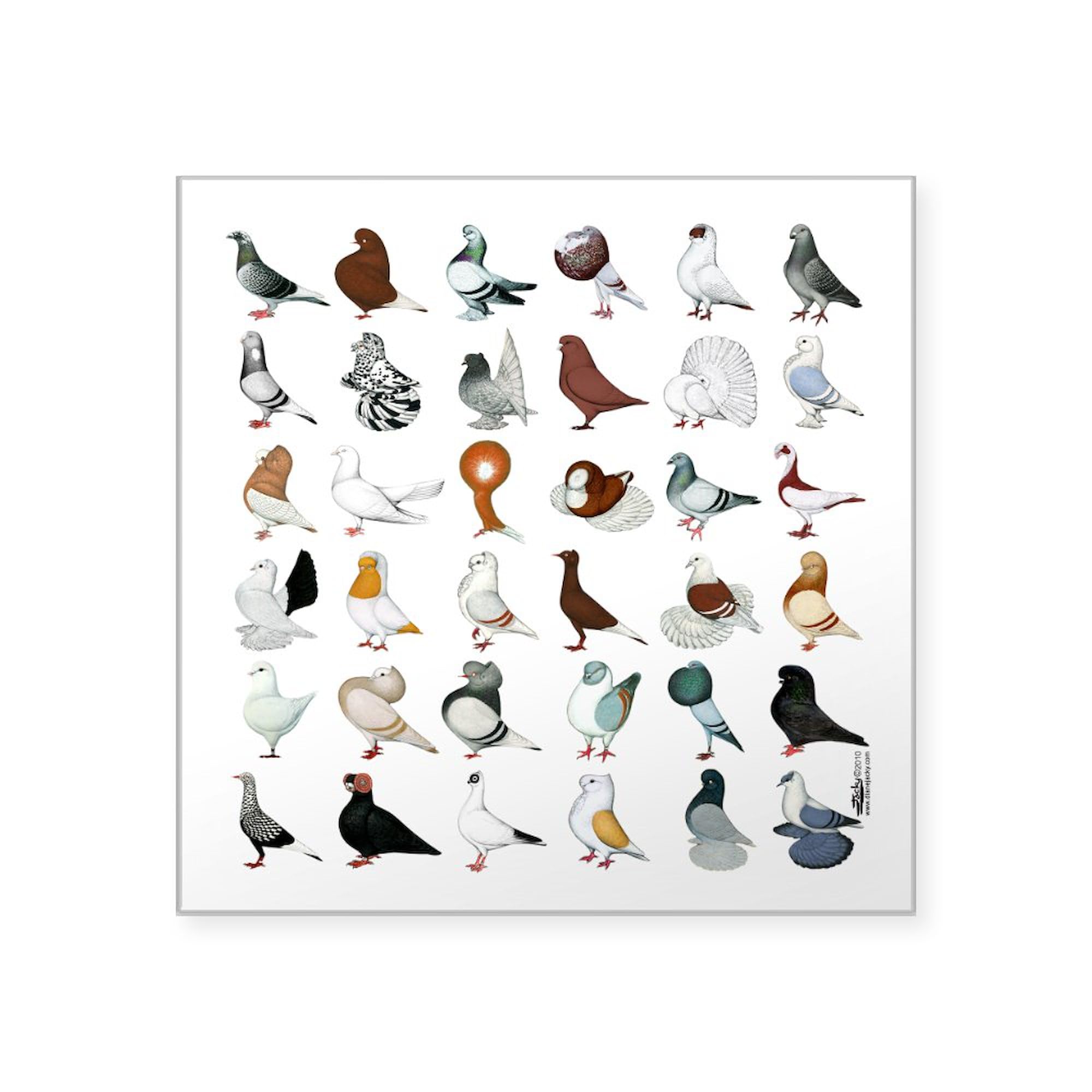 36 Pigeon Breeds Square Sticker Set - 3x3 Inch Waterproof Vinyl Decals for Cars, Laptops & Windows - Unique Bird Lover Gift for Pigeon Enthusiasts