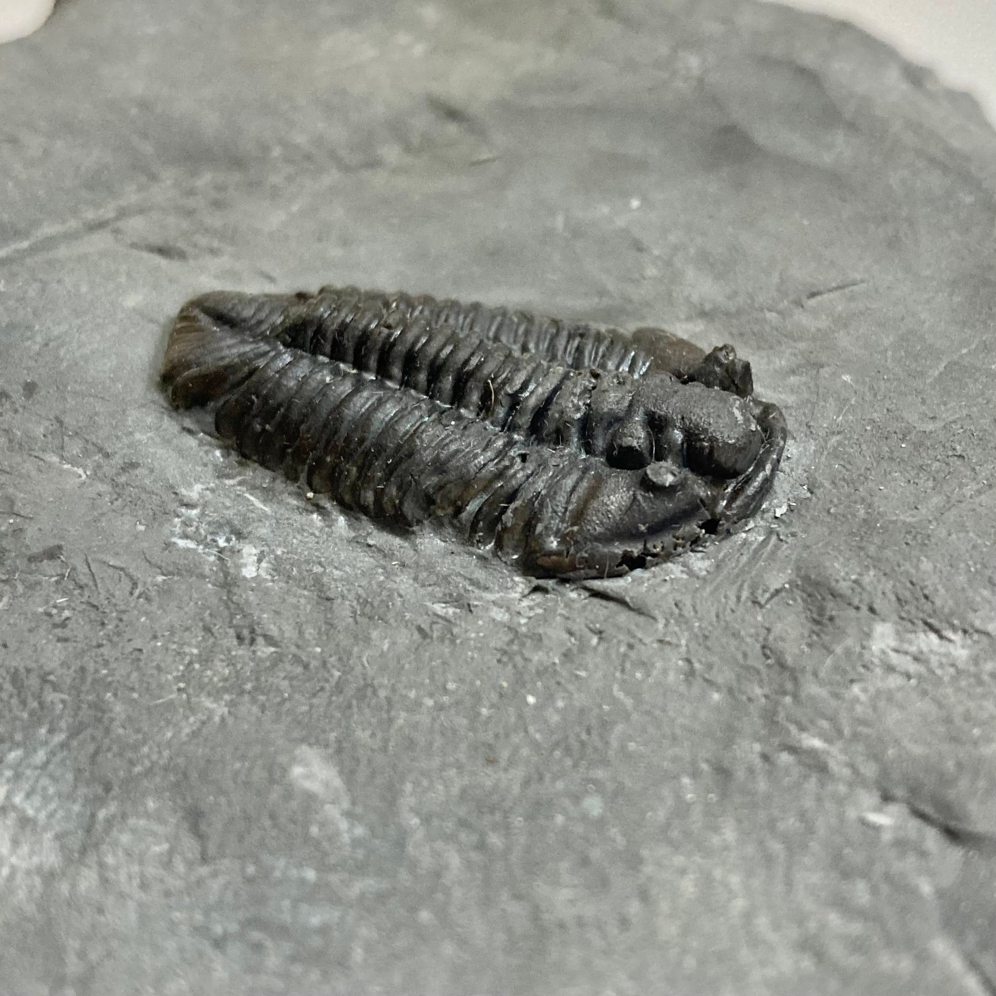 Authentic Calymene Niagarensis Trilobite Fossil - Rare Collectible Specimen for Paleontology Enthusiasts & Home Decor | Perfect for Display Cases, Educational Use & Gift Giving