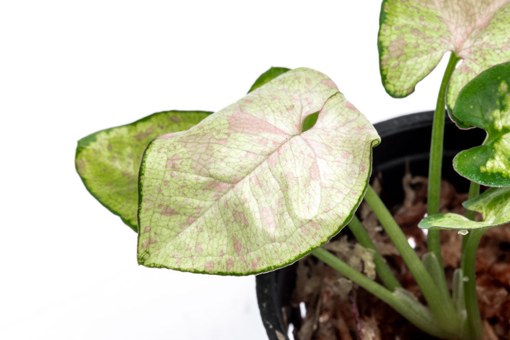 Syngonium Milk Confetti Bare Root Plant - Rare Variegated Arrowhead Vine for Indoor Home Decor, Office Desk, and Terrarium Planting