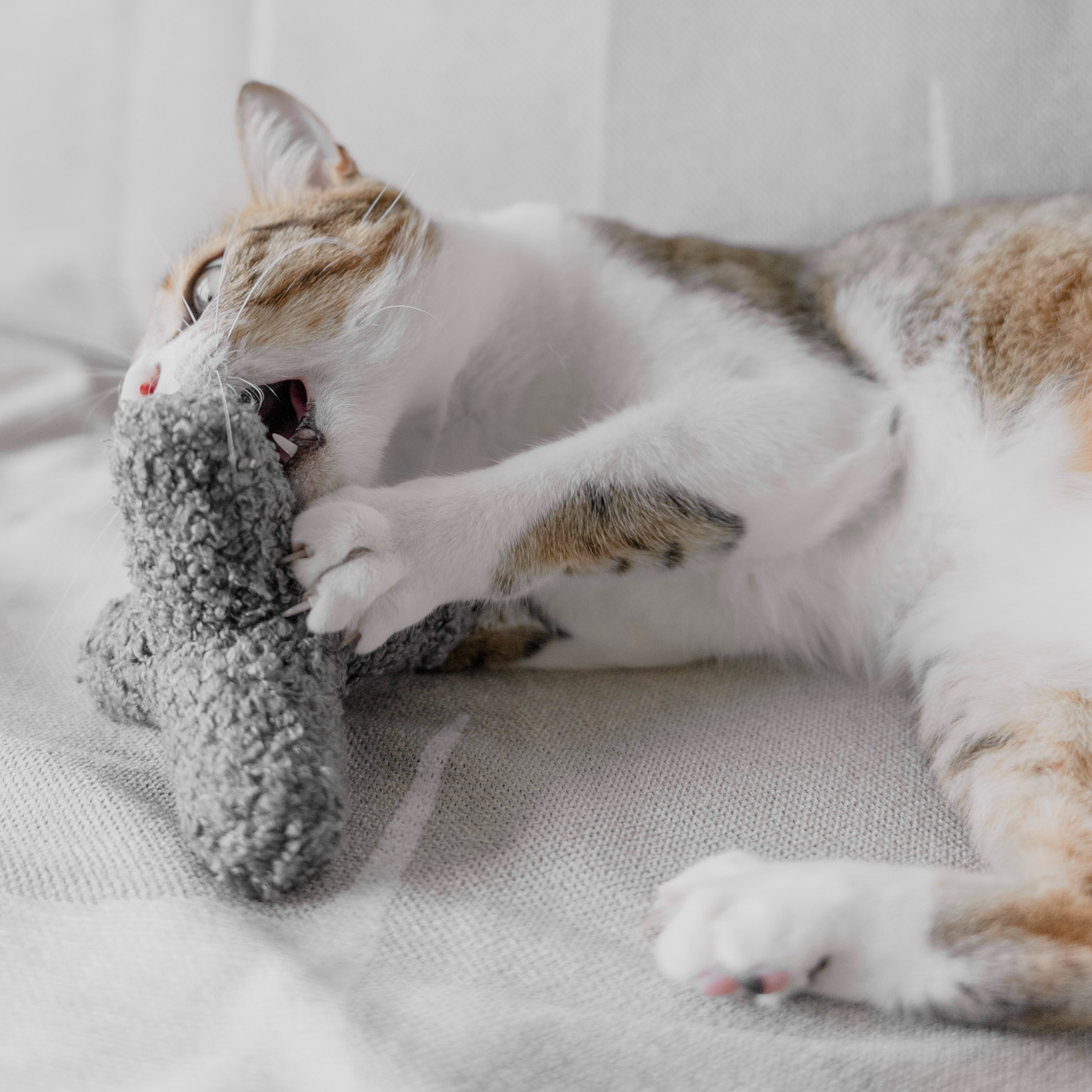 Kitty Breuer - Premium Cat Breuer for Comfort & Style | Perfect for Home, Office & Travel Use