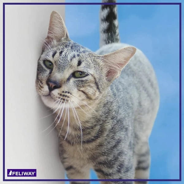 FELIWAY Classic 30-Day Refill for Cats - Calming Pheromone Diffuser - Reduces Stress & Anxiety in Cats - Perfect for Vet Visits, Travel & Home Use
