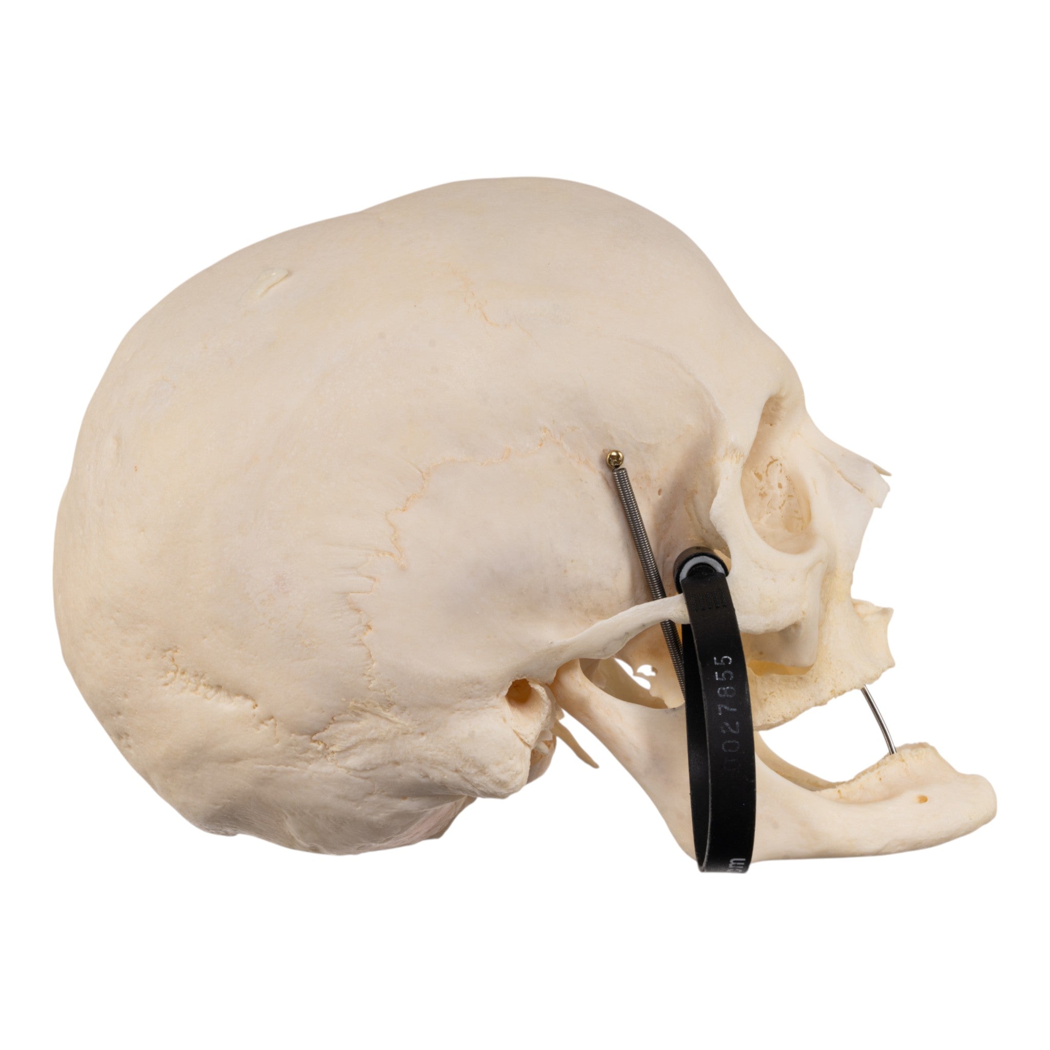 Premium Human Skull Model for Medical Research & Pathology Studies - Ideal for Anatomy Labs, Medical Training & Educational Use
