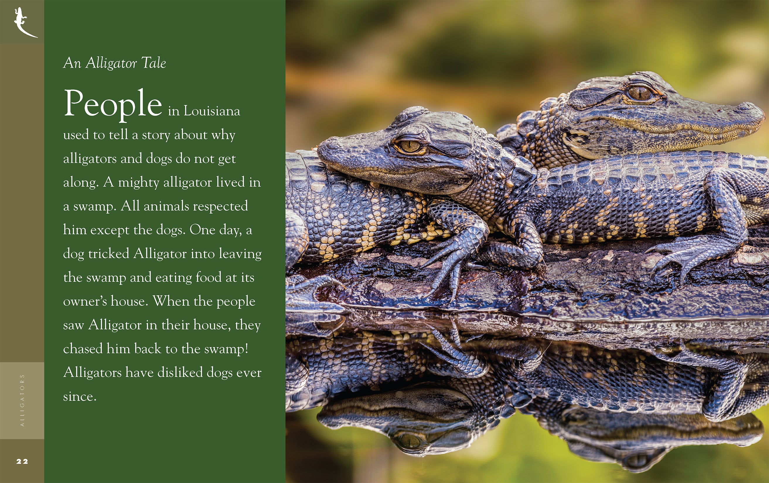 Alligators Book 9781640263772 - Wildlife Education & Nature Exploration for Kids & Adults - Perfect for Classroom Learning & Home Library