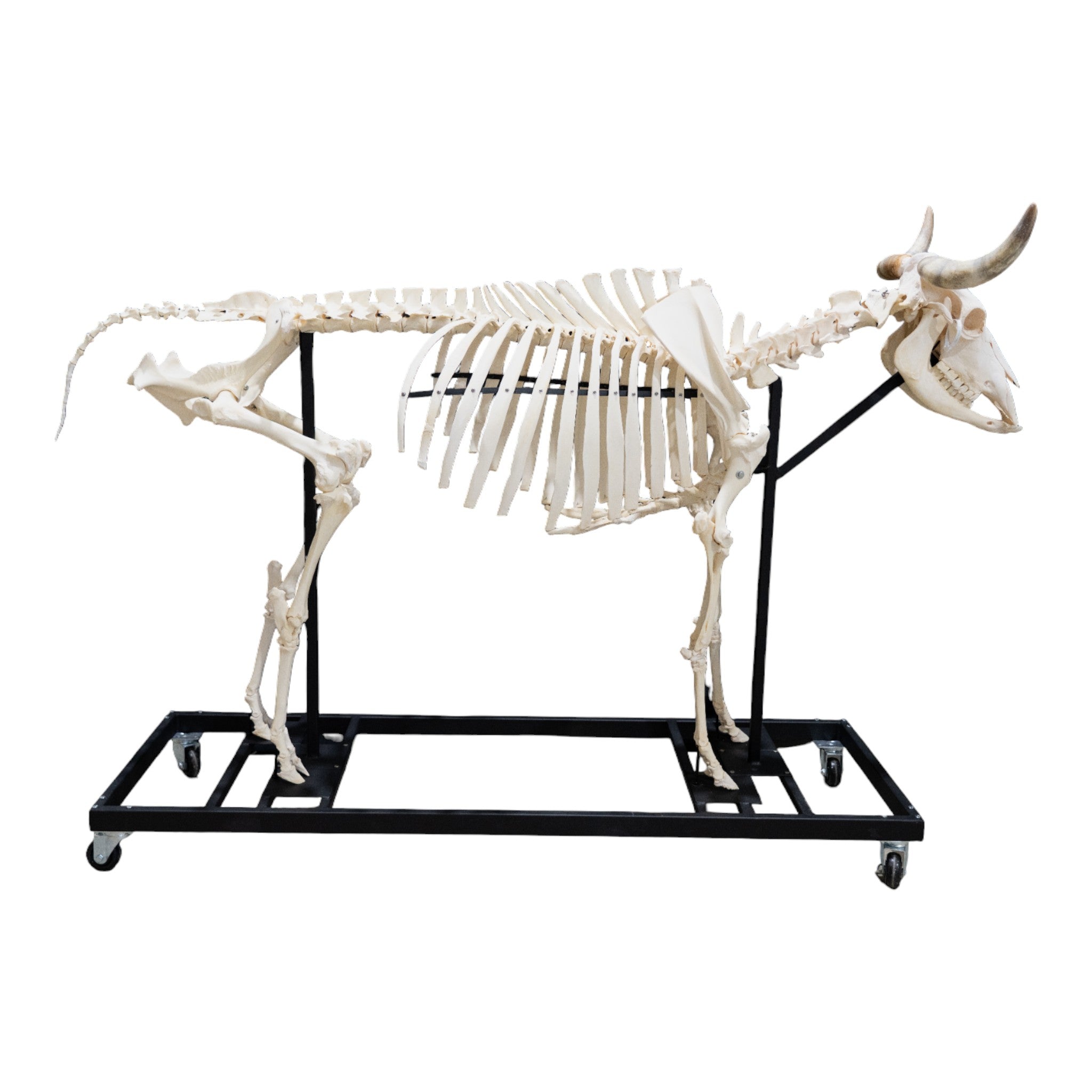Articulated Real Domestic Cow Skeleton - Anatomical Model for Veterinary Study, Biology Education & Halloween Decor