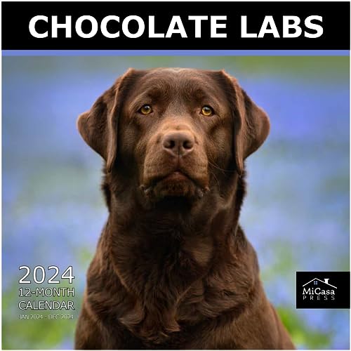 09 - Chocolate Labs