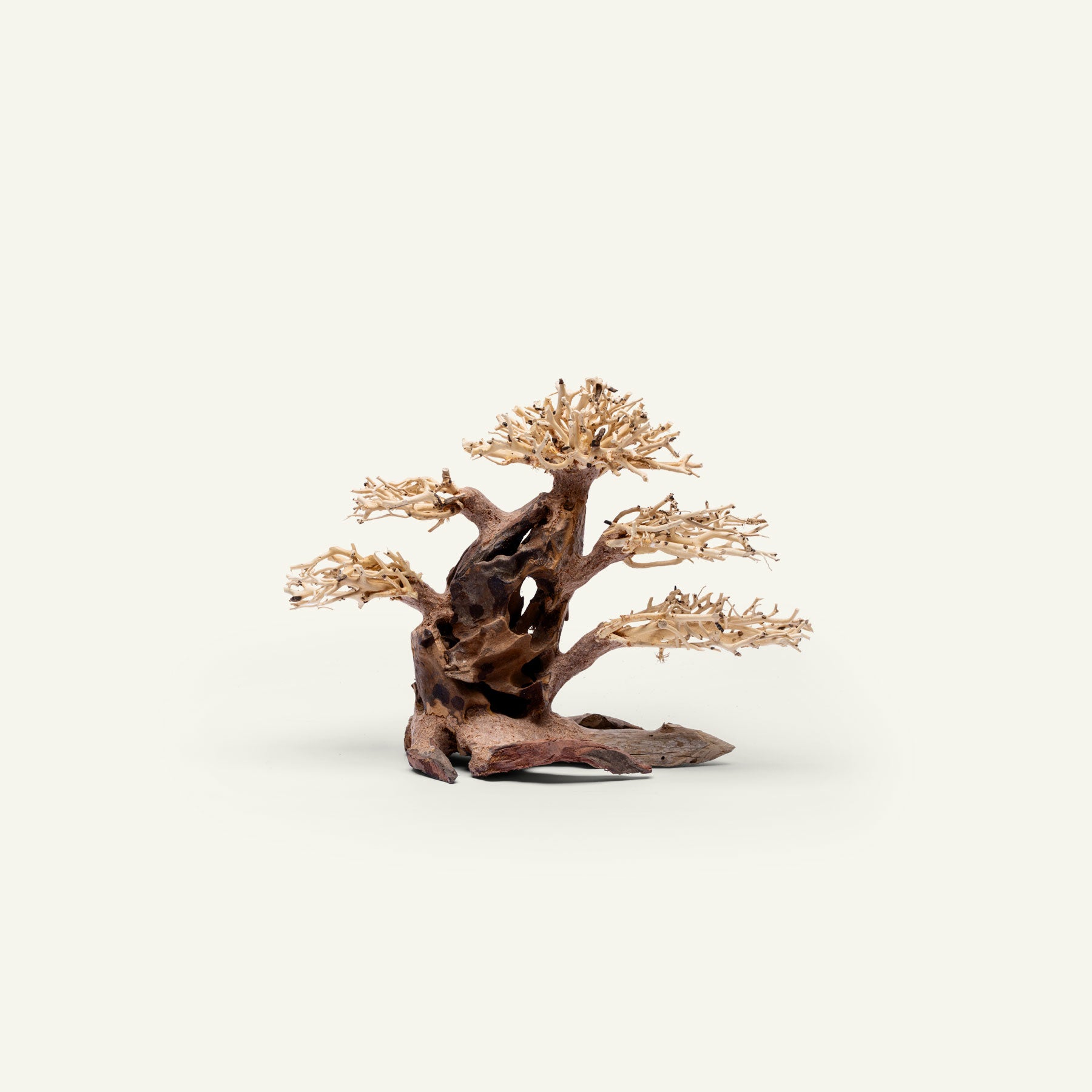 Premium Bonsai Tree Kit - Complete Starter Set for Indoor & Outdoor Gardening | Perfect for Home Decor, Office Zen Spaces & Gift Giving