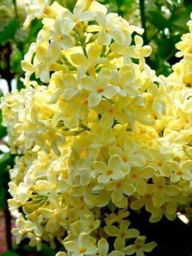 50 Yellow Lilac Seeds for Planting - Fragrant White Flowers, Perfect for Bonsai, Landscaping & Garden Decor | Grow Beautiful Ornamental Trees for Home, Yard or Patio