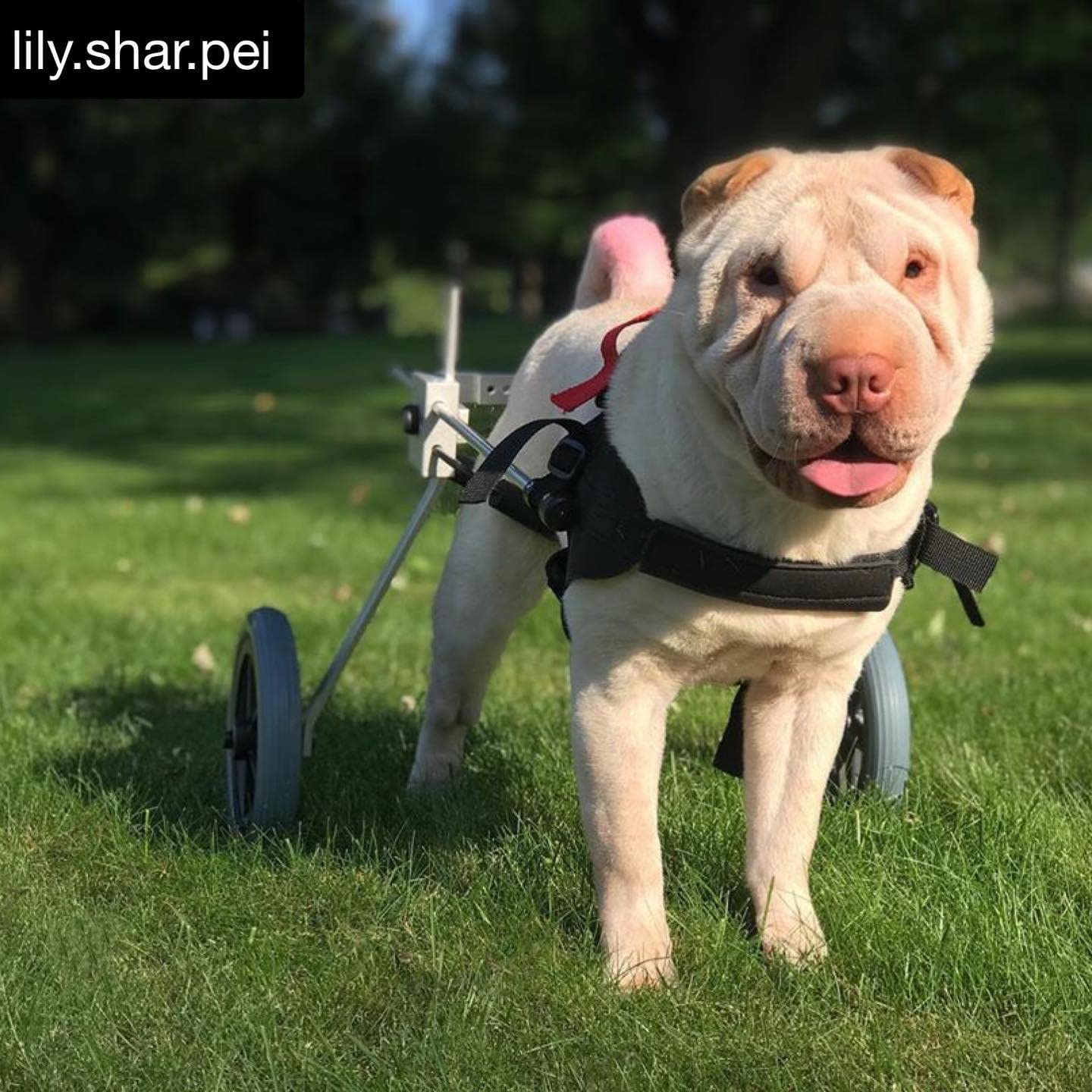 Best Medium Dog Wheelchair for Mobility Support - Lightweight & Adjustable Pet Wheelchair for Disabled or Injured Dogs - Perfect for Indoor & Outdoor Use