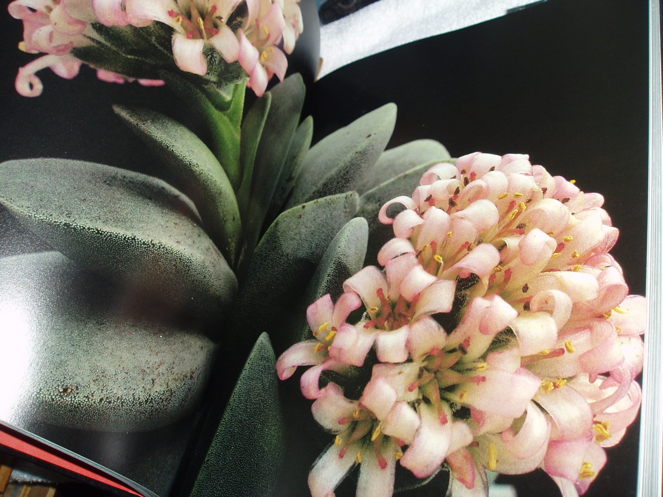 Beautiful Flowers of the World - Fresh Cut & Artificial Blooms for Home Decor, Wedding Bouquets & Gift Giving