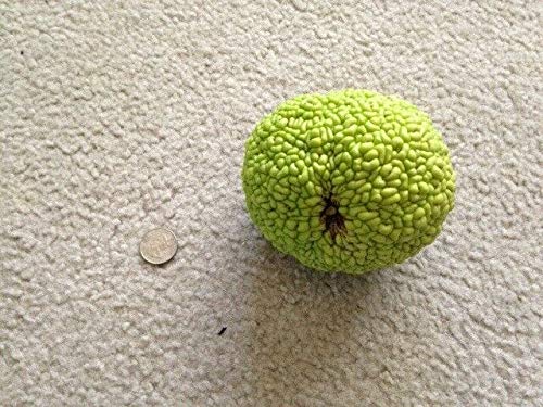 Osage Orange Seeds (10) - Hedge Apple Tree (Maclura Pomifera) Monkey Balls for Natural Fencing & Landscaping | DIY Hedge Planting & Wildlife Habitat Creation